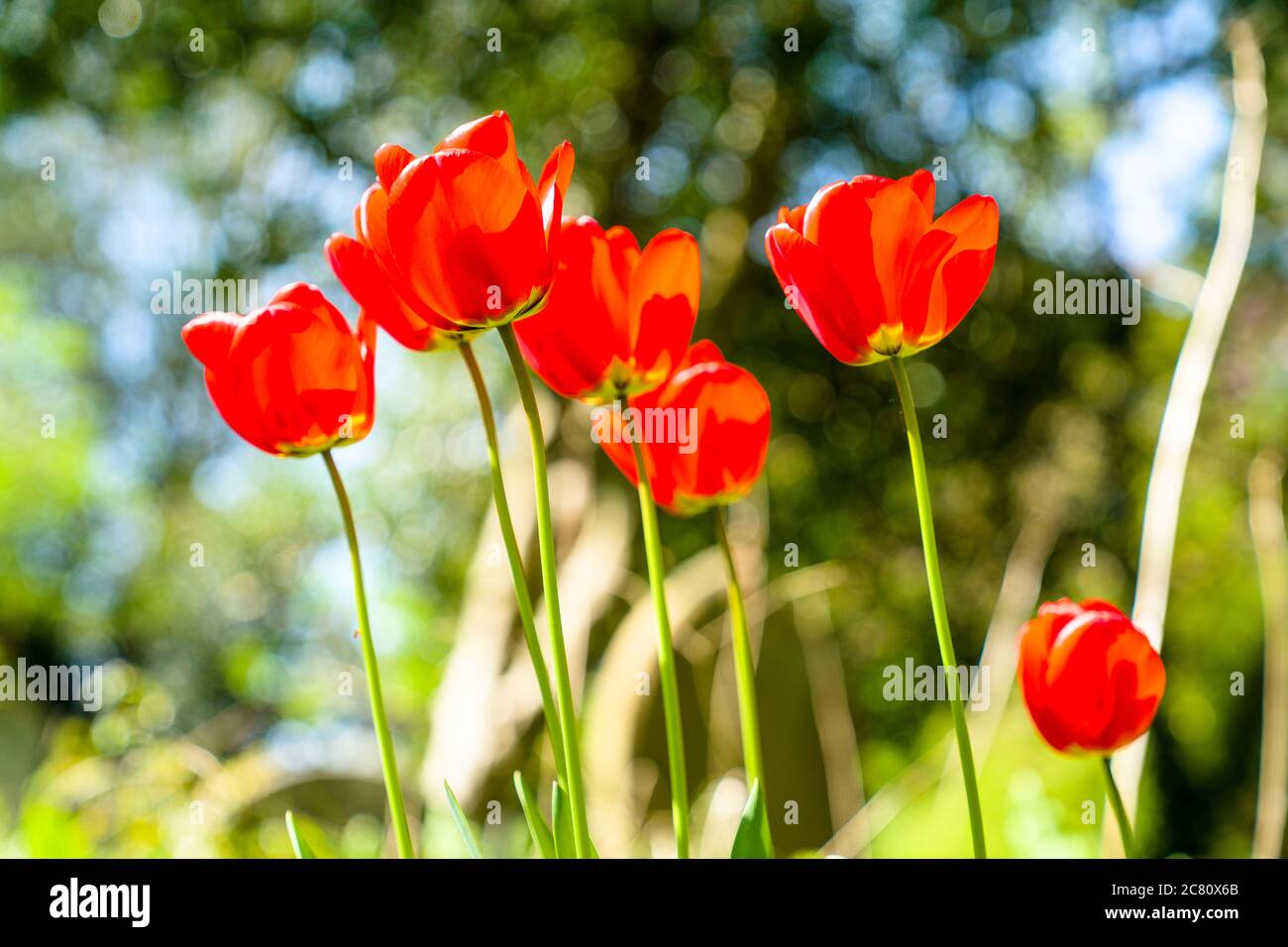 Sei tulipani rossi retroilluminati al sole. Primo piano di sei fiori di tulipano e steli contro sfondo fuori fuoco di verde fogliame. Foto Stock