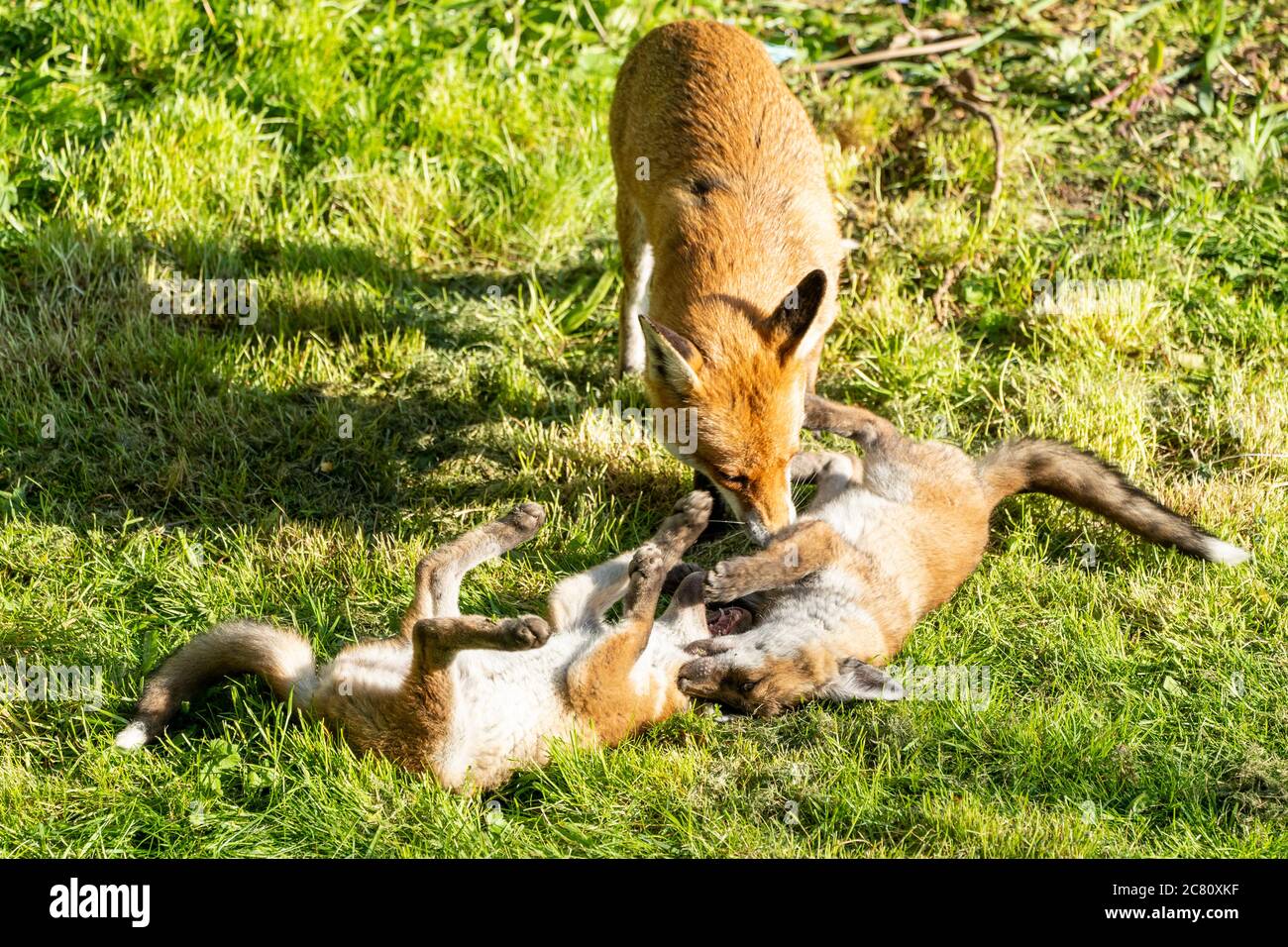 Madre volpe che cura il cucciolo giovane nel sole primaverile. Due cuccioli che si stendono giocosamente combattendo tra loro come madre gemisce uno di loro. Foto Stock