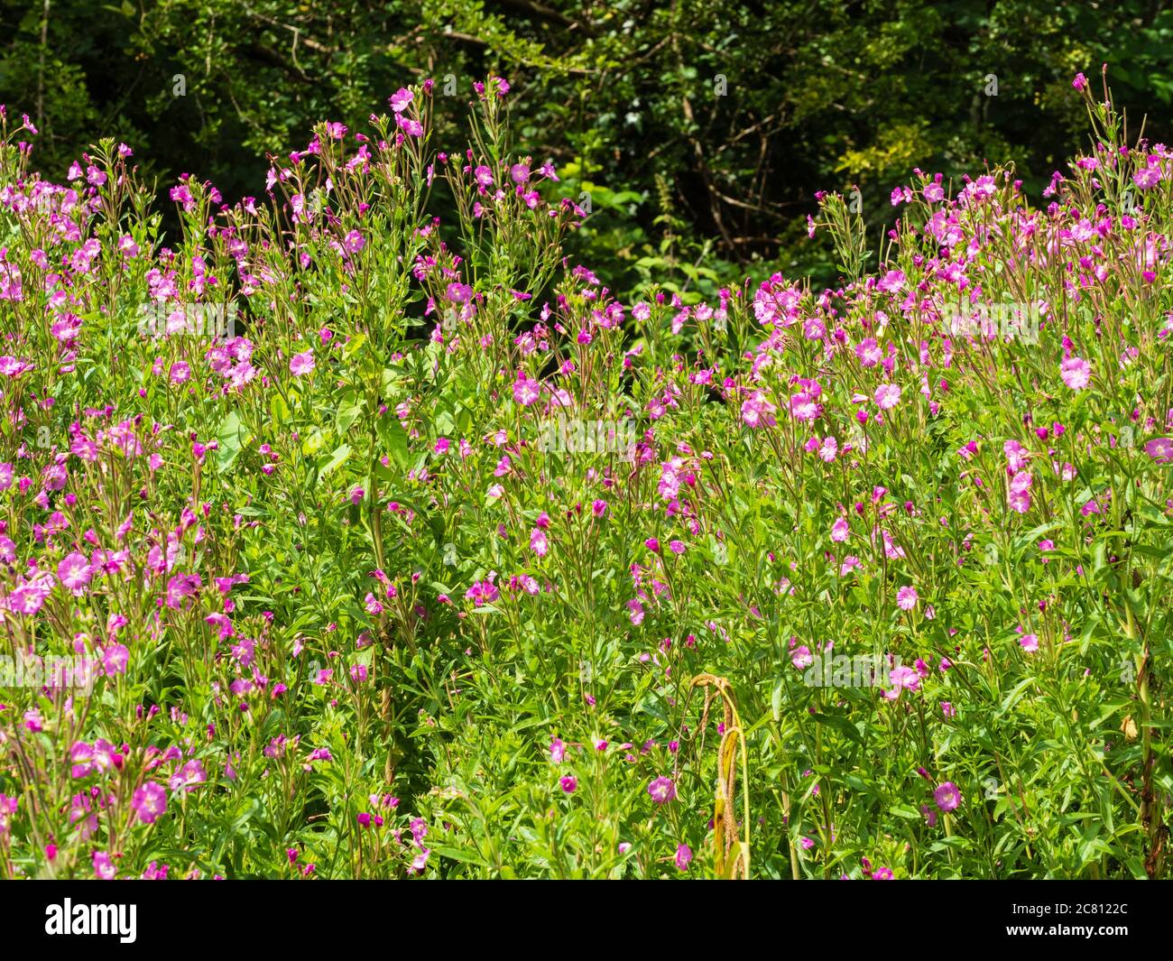 Fiori massaggiati del perenne erbaceo britannico, Epilobium hirsutum, Great willoweb o Codlins e Crema Foto Stock