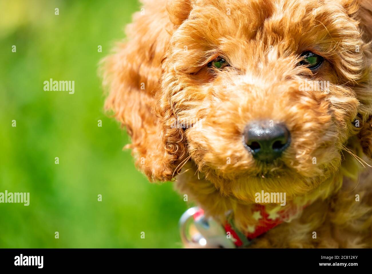 Primo piano, vista astratta di un piccolo cucciolo di poodle. Mostra il suo cappotto ipoallergenico e il naso piccolo. Foto Stock