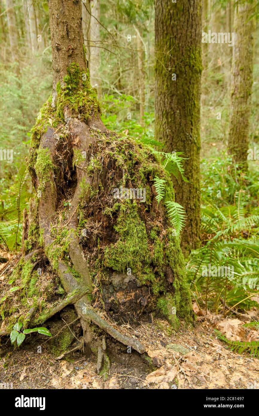 Squak Mountain state Park a Issaquah, Washington, Stati Uniti. Tree Stump che agisce come un ceppo di vivaio per la crescita di un nuovo albero su di esso in un arcobaleno Foto Stock