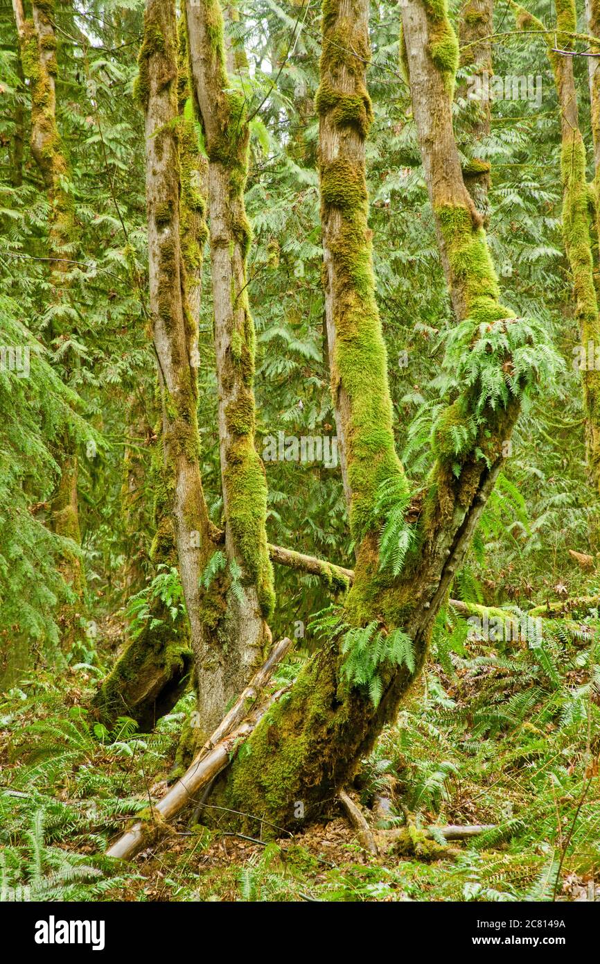 Squak Mountain state Park a Issaquah, Washington, Stati Uniti. Liquirizia Ferns che cresce dal lato di un albero coperto di muschio, con Western Swordferns Foto Stock
