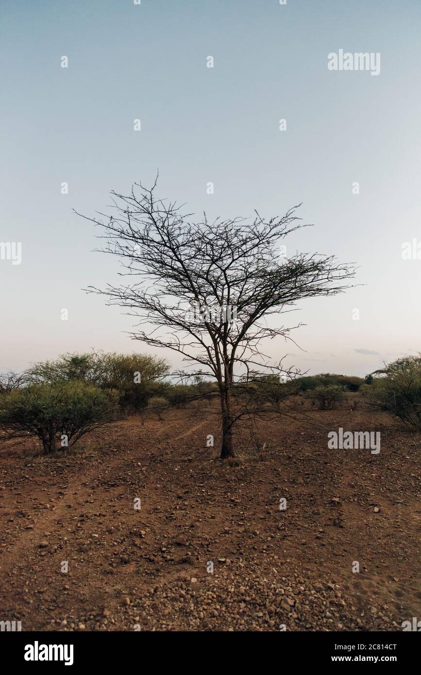 Alberi nel cespuglio al Parco Nazionale di Awash, nella regione di Afar, Etiopia del Nord Foto Stock