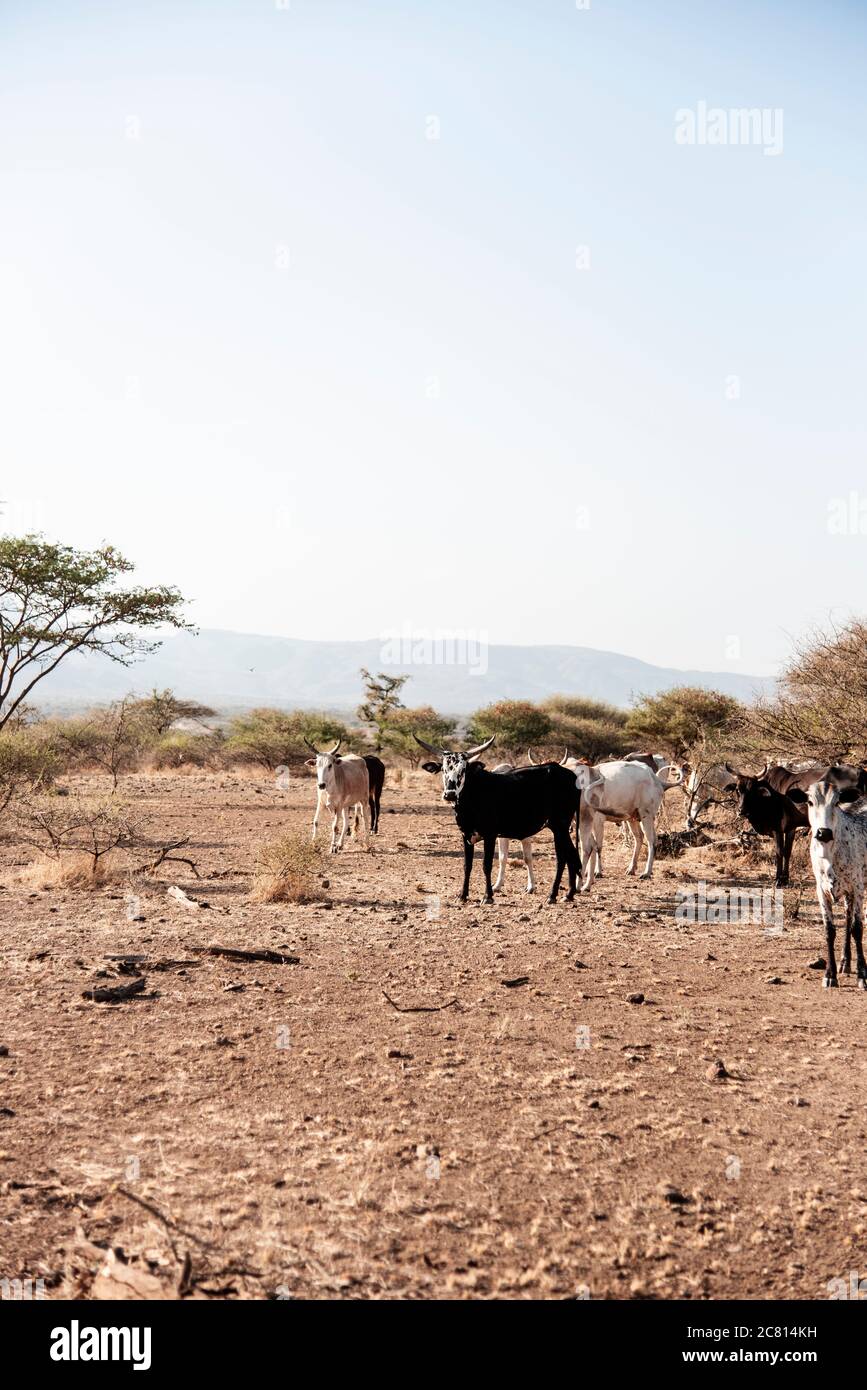 Parco nazionale di awash, regione di Afar, Etiopia del Nord. Foto Stock