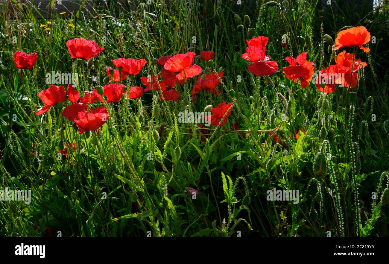 Papaveri - fiori selvatici comuni / erbacce in estate terreni agricoli nella campagna inglese il papavero comune rhoeas papavero Foto Stock