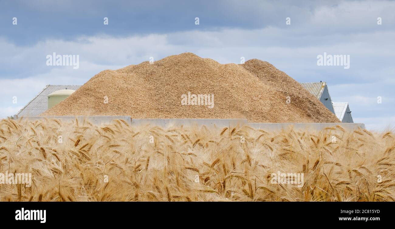 Agricoltura britannica - tipica scena agricola estiva con colture di cereali al momento della raccolta in una fattoria nella campagna inglese - campo di orzo dorato Foto Stock