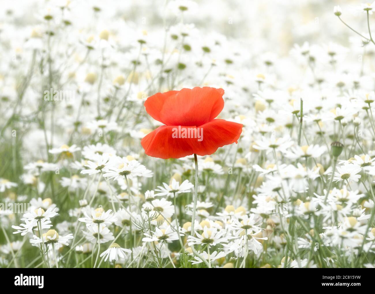 Papaveri - fiori selvatici comuni / erbacce in estate terreni agricoli nella campagna inglese il papavero comune rhoeas papavero Foto Stock