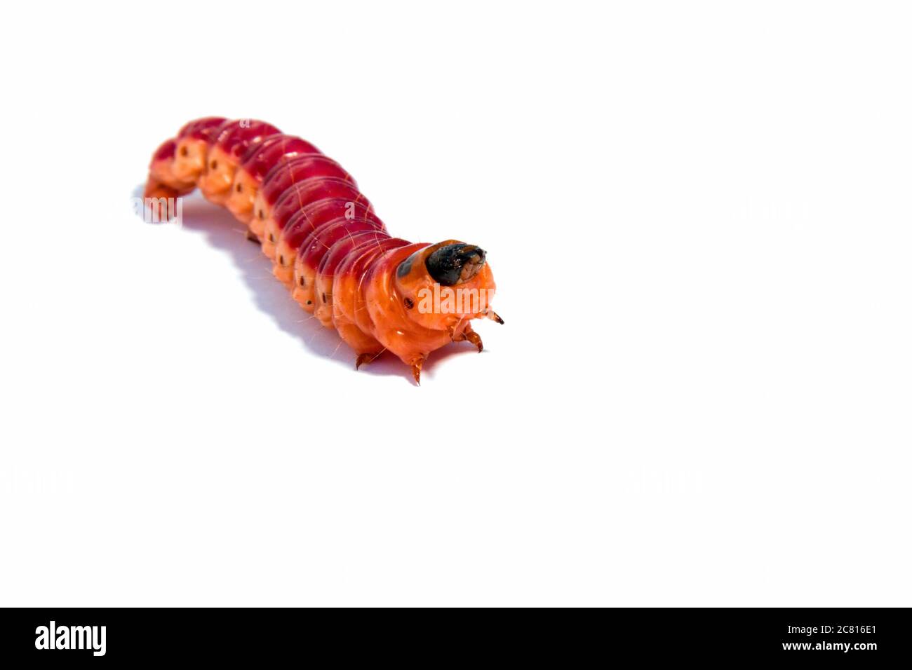 caterpillar luminoso e colorato su sfondo bianco Foto Stock