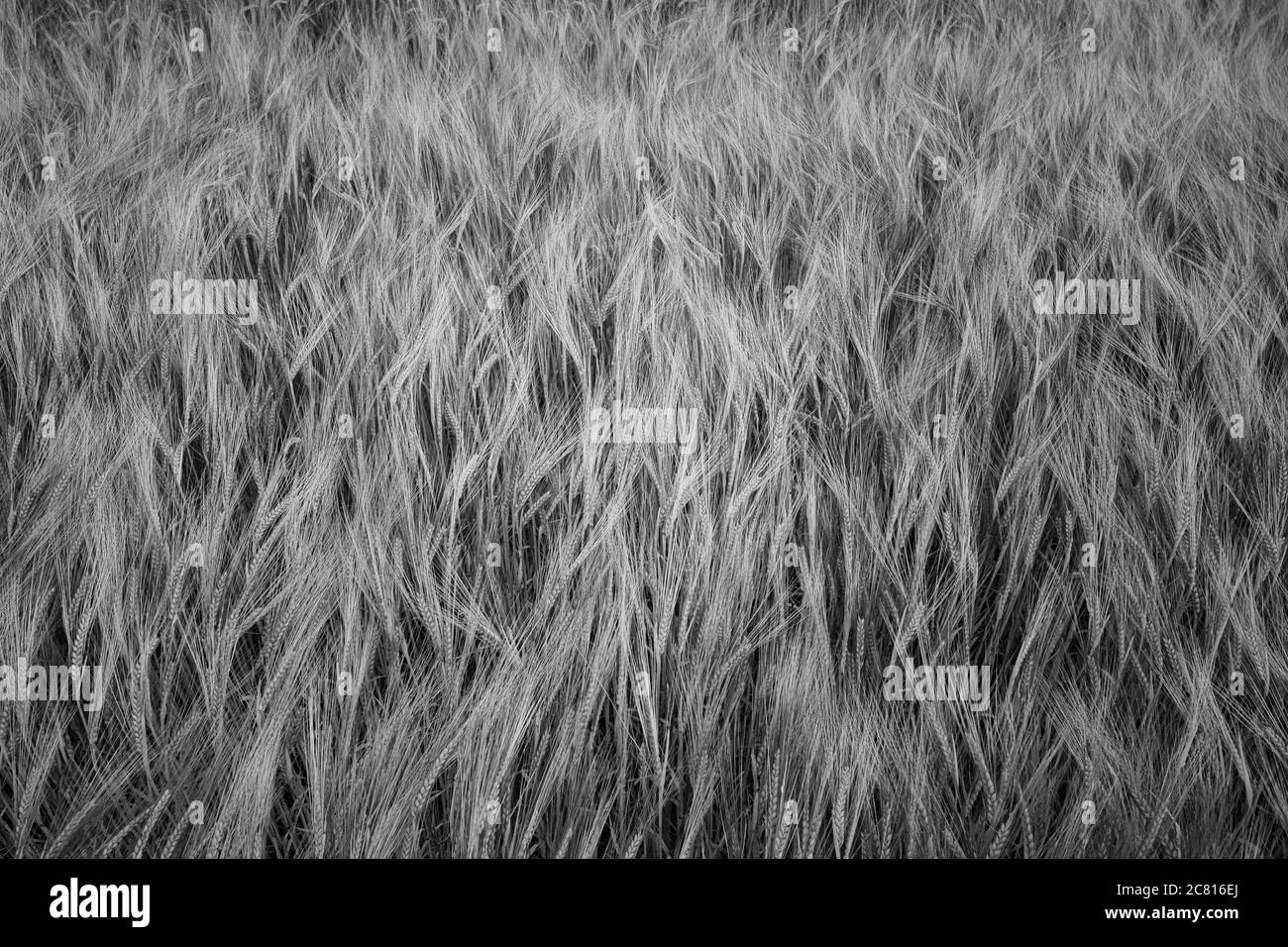 Colpo di scala di grigi delle piante di grano di orzo che crescono nel campo Foto Stock