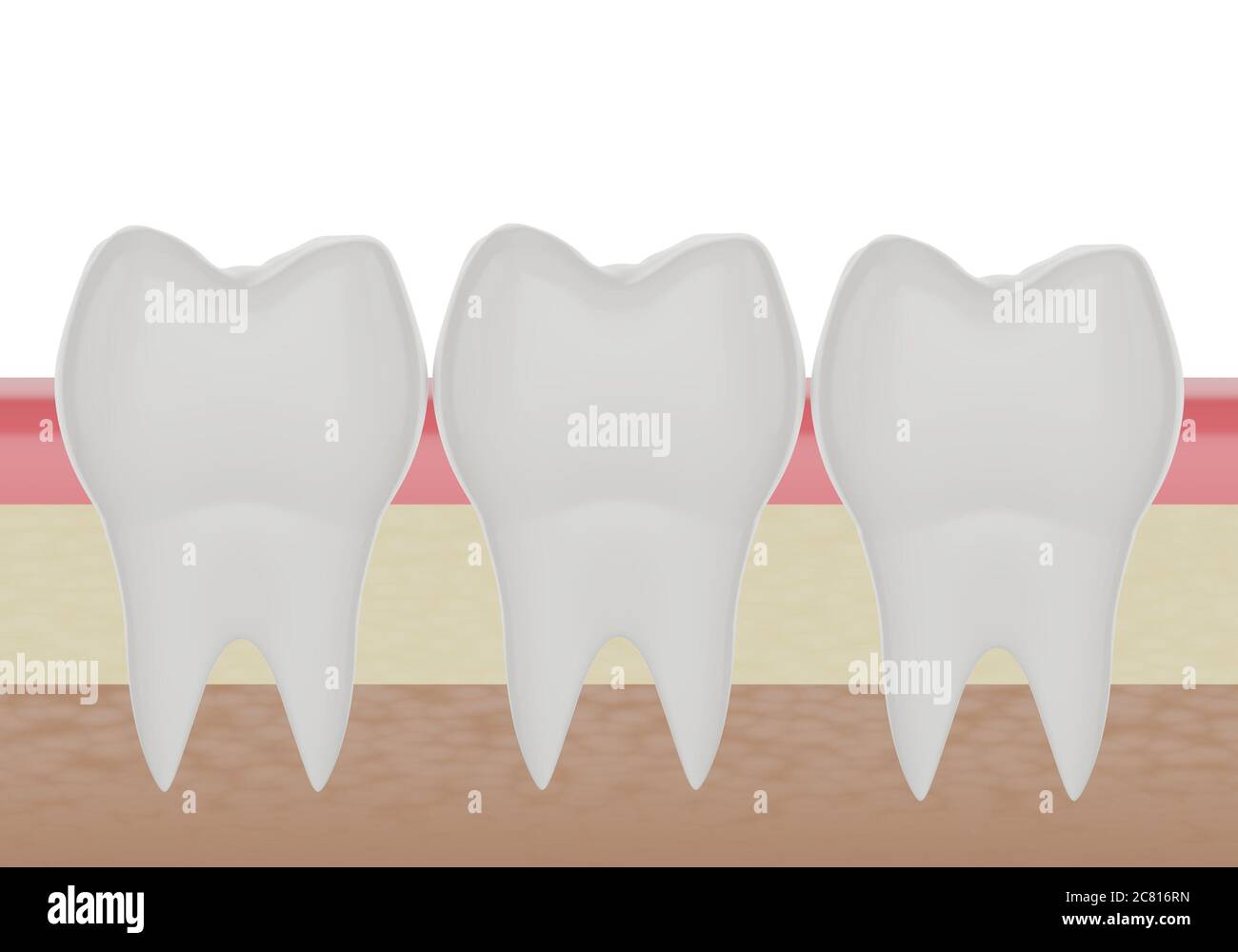 tre denti molari puliti nella gomma, rendering 3d Foto Stock