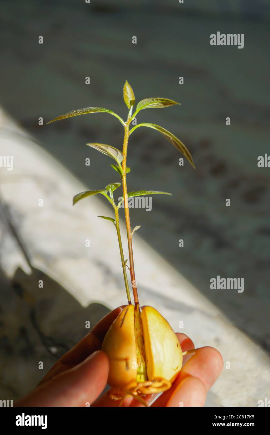 Un avocado che si savola coltivando all'interno da un seme, tenuto da una persona per ispezione. Foto Stock
