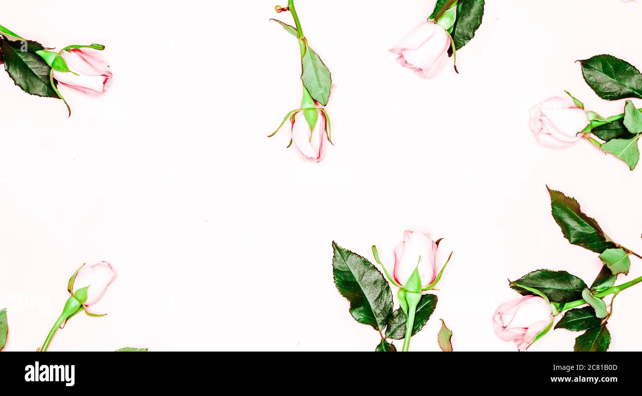 Quadro da rose su sfondo bianco. Lay piatto. Foto Stock