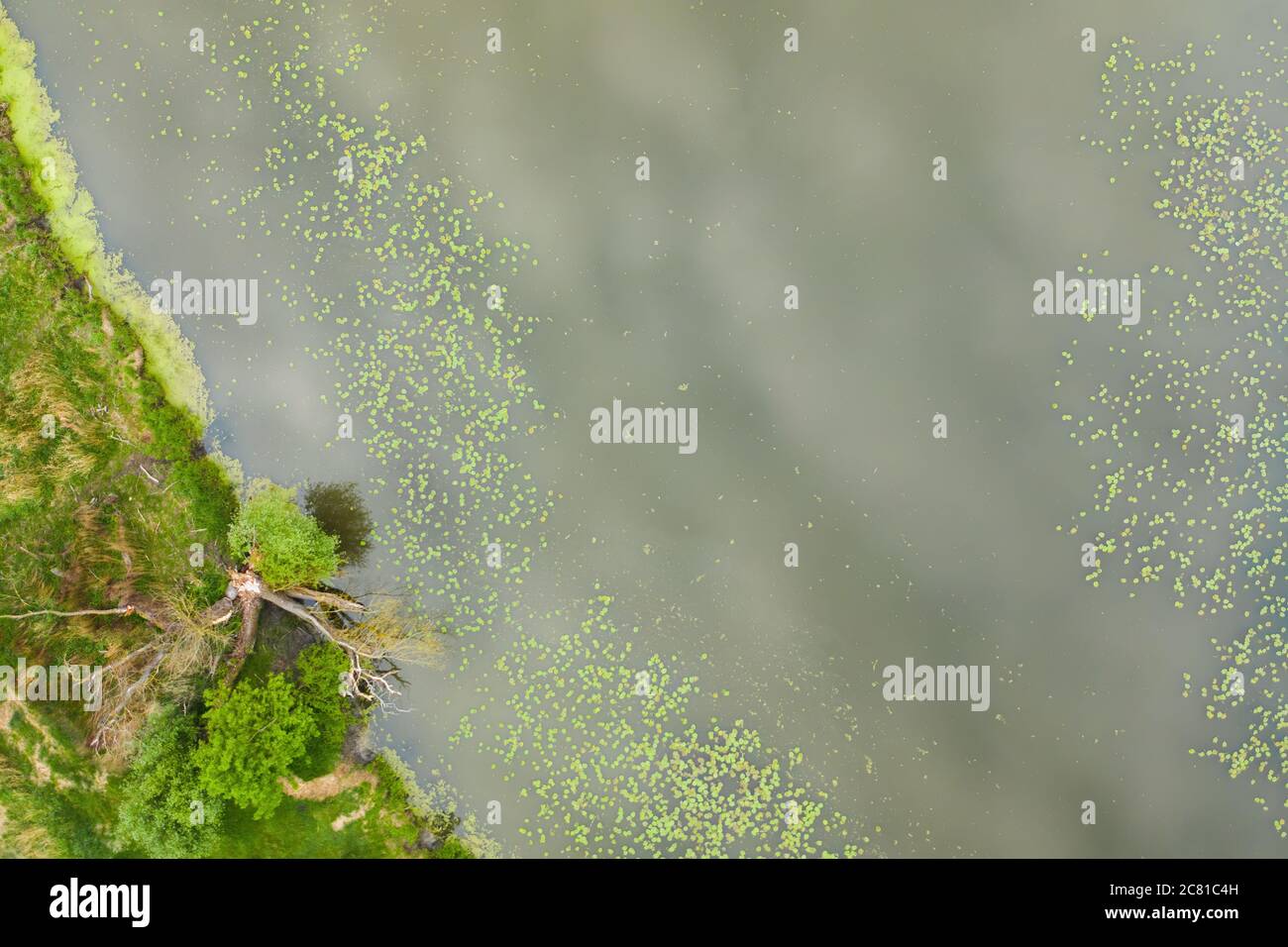 Vista aerea di una riva di un lago con foglie di giglio verde che galleggiano sull'acqua. Foto Stock