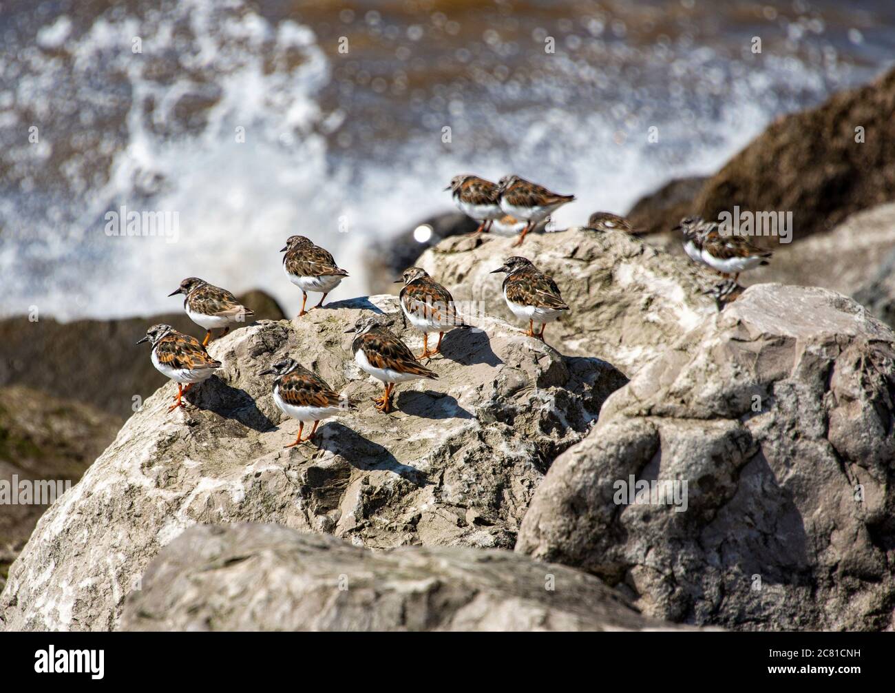 Tornpietre su rocce, Cleveleys, Borough of Wyre, Lancashire. Foto Stock