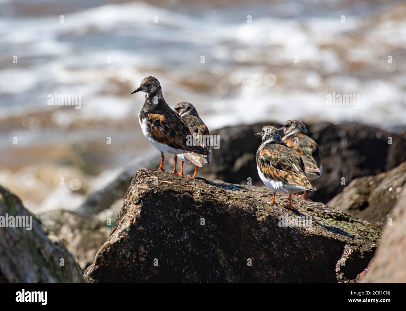 Tornpietre su rocce, Cleveleys, Borough of Wyre, Lancashire. Foto Stock