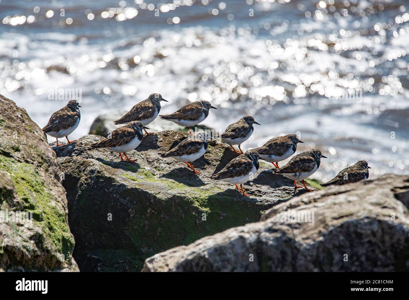 Tornpietre su rocce, Cleveleys, Borough of Wyre, Lancashire. Foto Stock