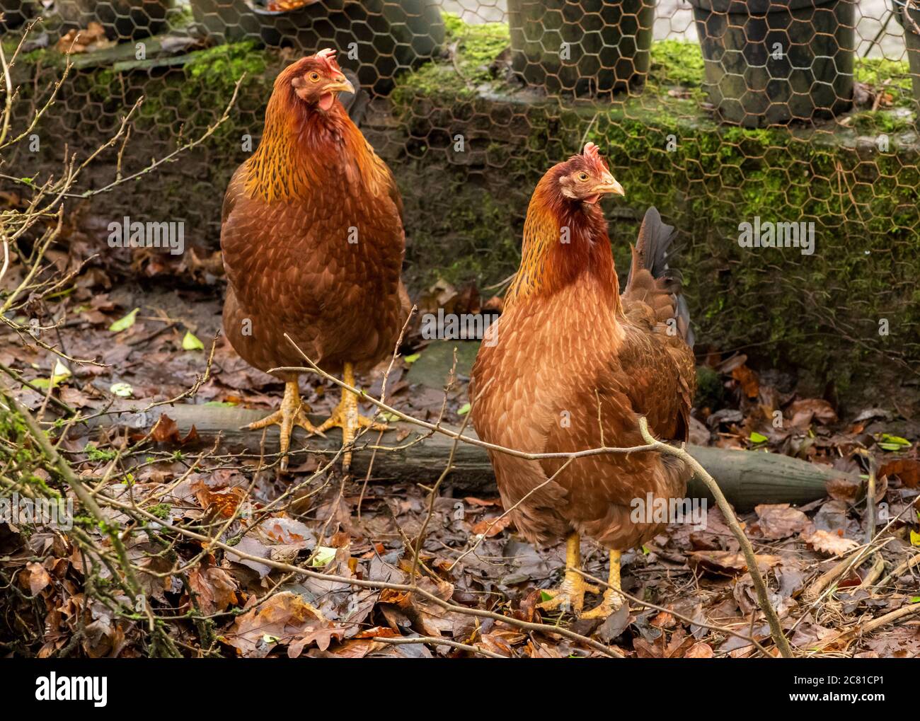 Un galline di Welsummer in un giardino, Chipping, Lancashire. Foto Stock