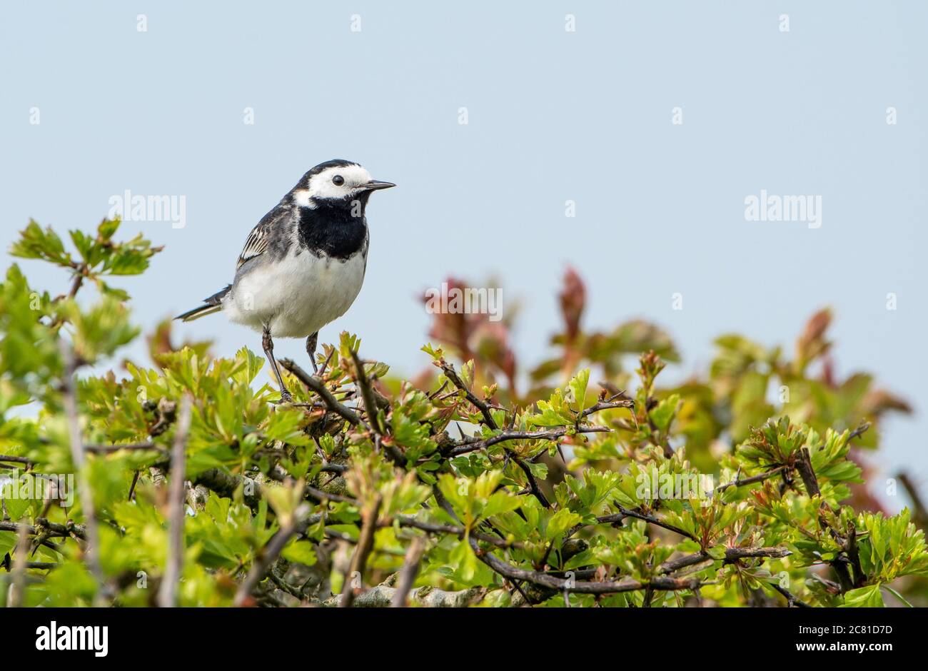 Un fagiolo pied in una siepe, Chipping, Preston, Lancashire, UK Foto Stock