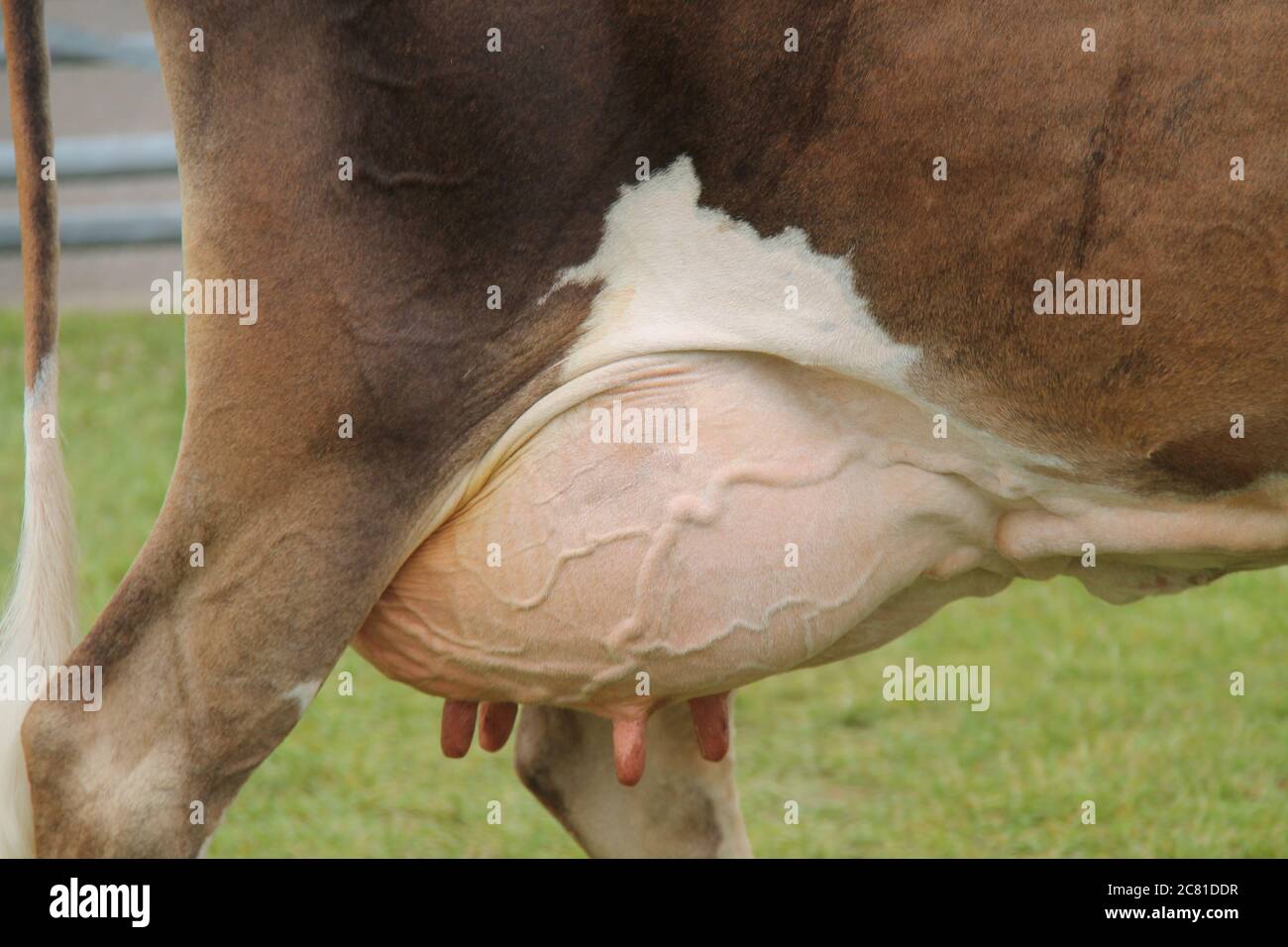 La grande mammella di una femmina Dairy Farm Cow. Foto Stock