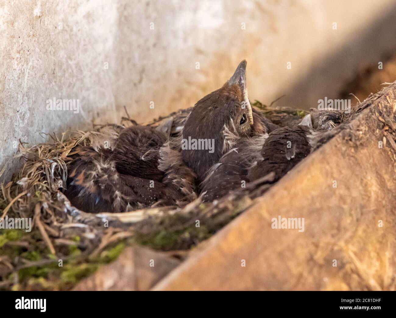 Blackbird pulcia in un nido, Chipping, Preston, Lancashire, Inghilterra, Regno Unito. Foto Stock