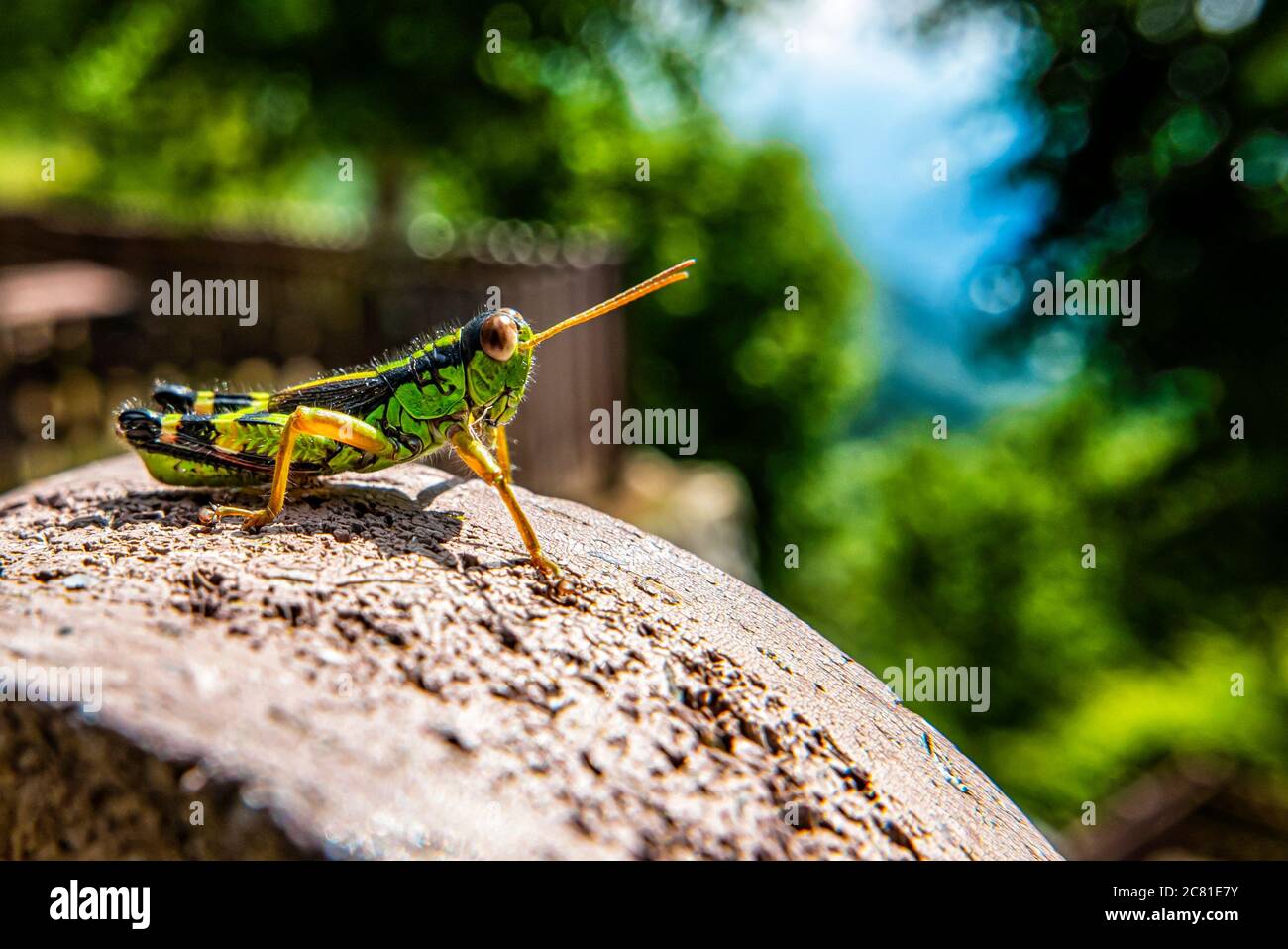 Primo piano di un grasshopper verde Foto Stock