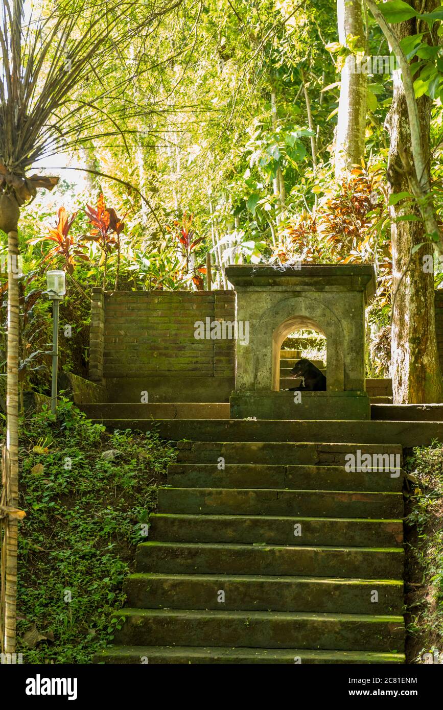 Vista della Foresta delle scimmie sacre a Ubud Foto Stock