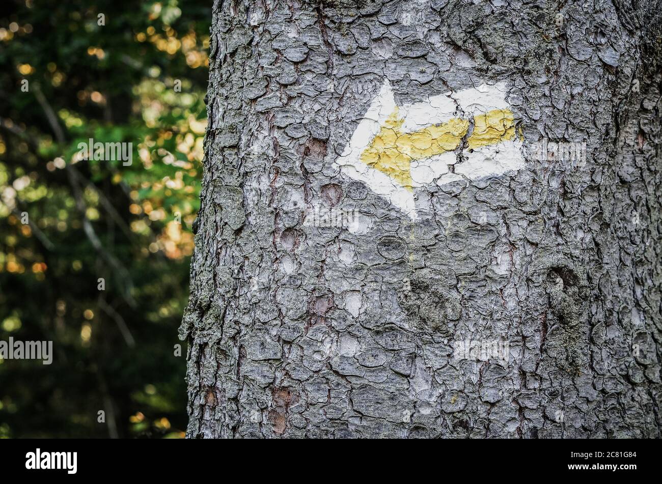 Un fuoco selettivo di un albero nel mezzo della natura con una piccola freccia gialla e bianca su di esso Foto Stock