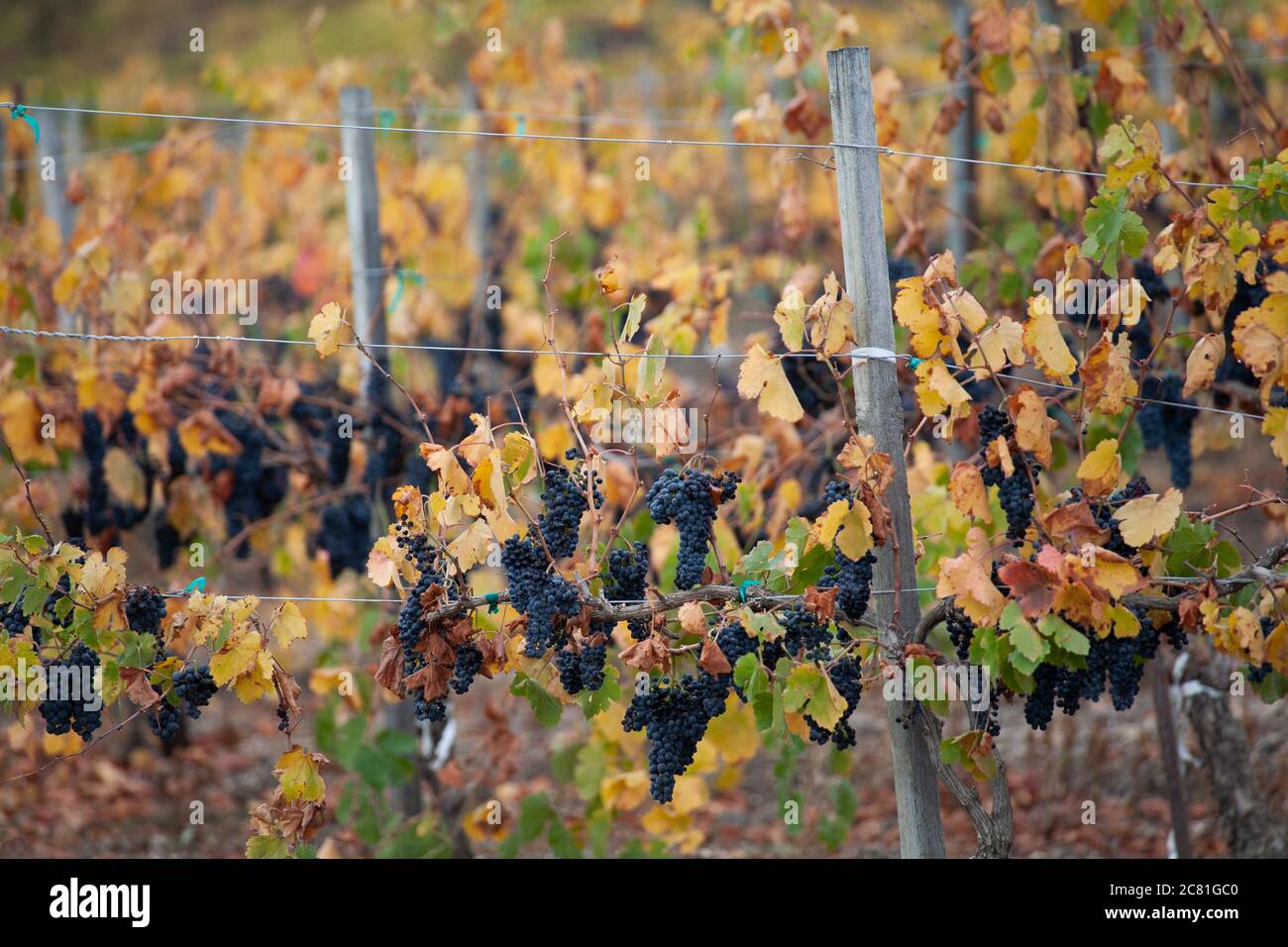 Grappoli di uva appesi a viti tra tonalità oro di una scena di vigneti autunnali in Paso Robles California Foto Stock