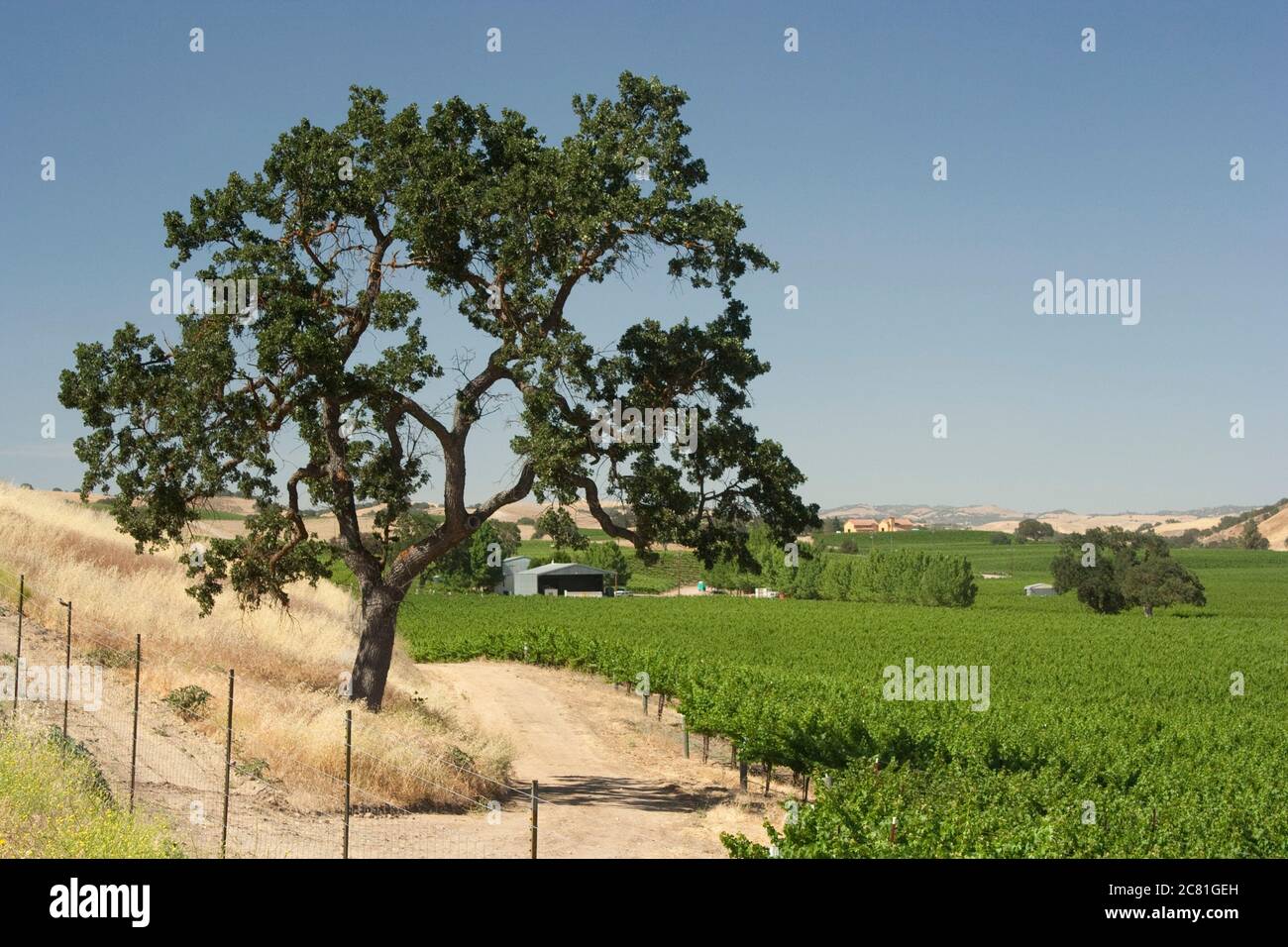 Un unico albero di quercia ai margini di un vigneto verde in estate a Paso Robles, California Foto Stock