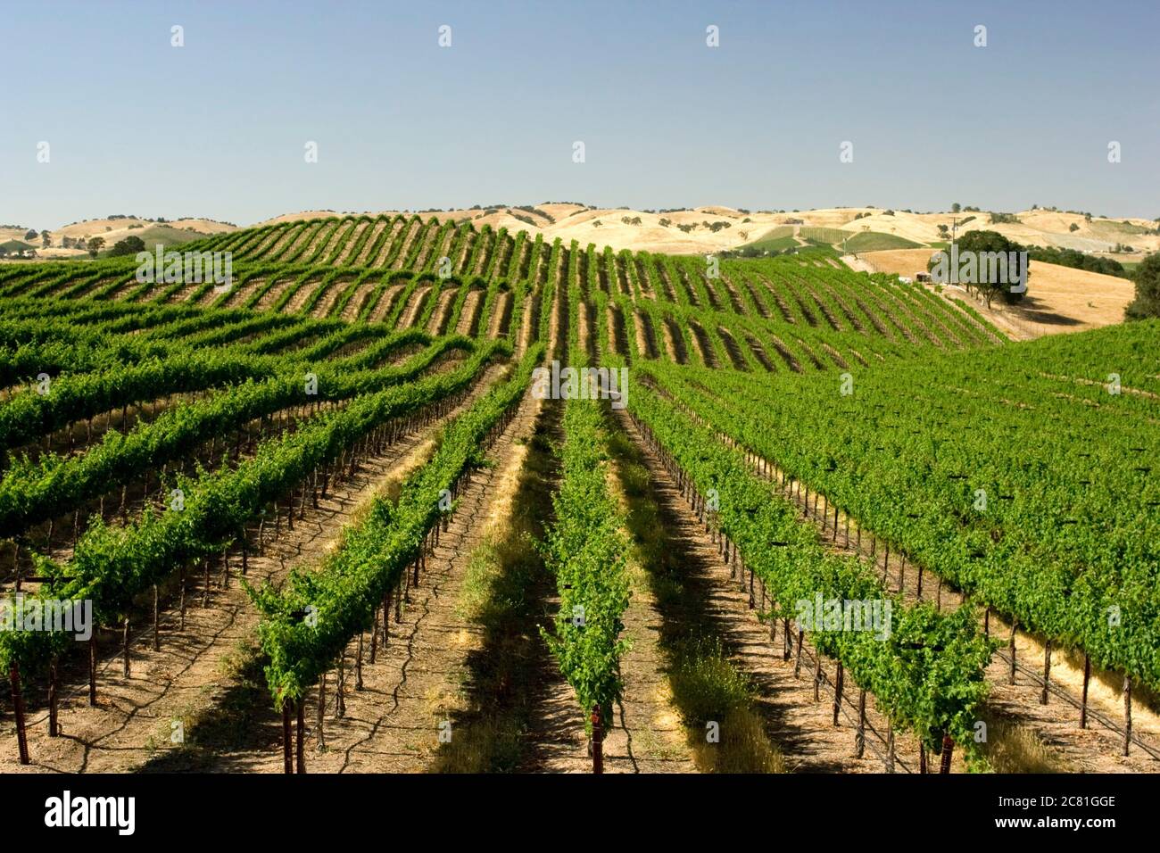 File di viti si estendono parallelamente all'orizzonte nel paese vinicolo di Paso Robles, nella California centrale Foto Stock