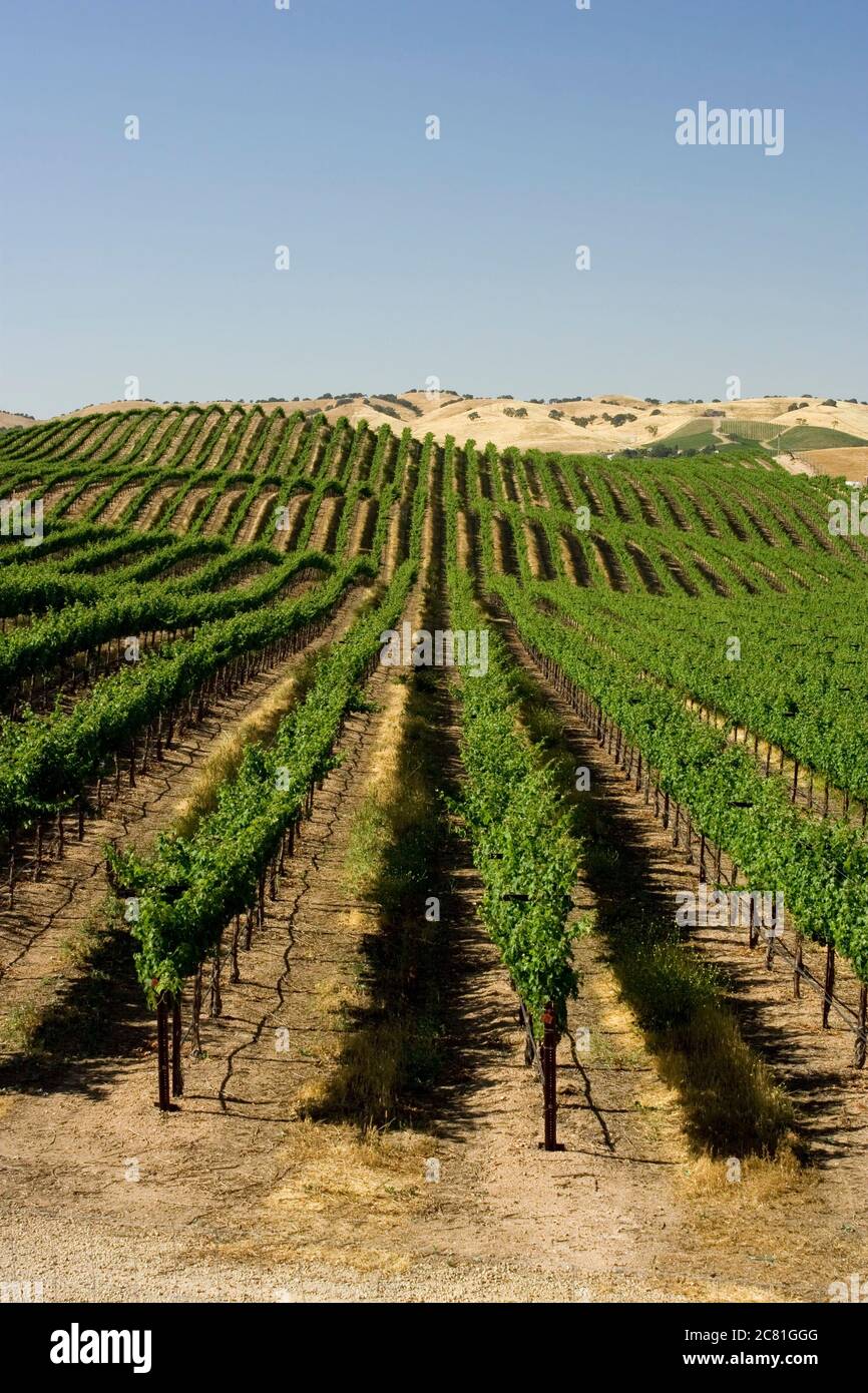 File di viti si estendono parallelamente all'orizzonte nel paese vinicolo di Paso Robles, nella California centrale Foto Stock