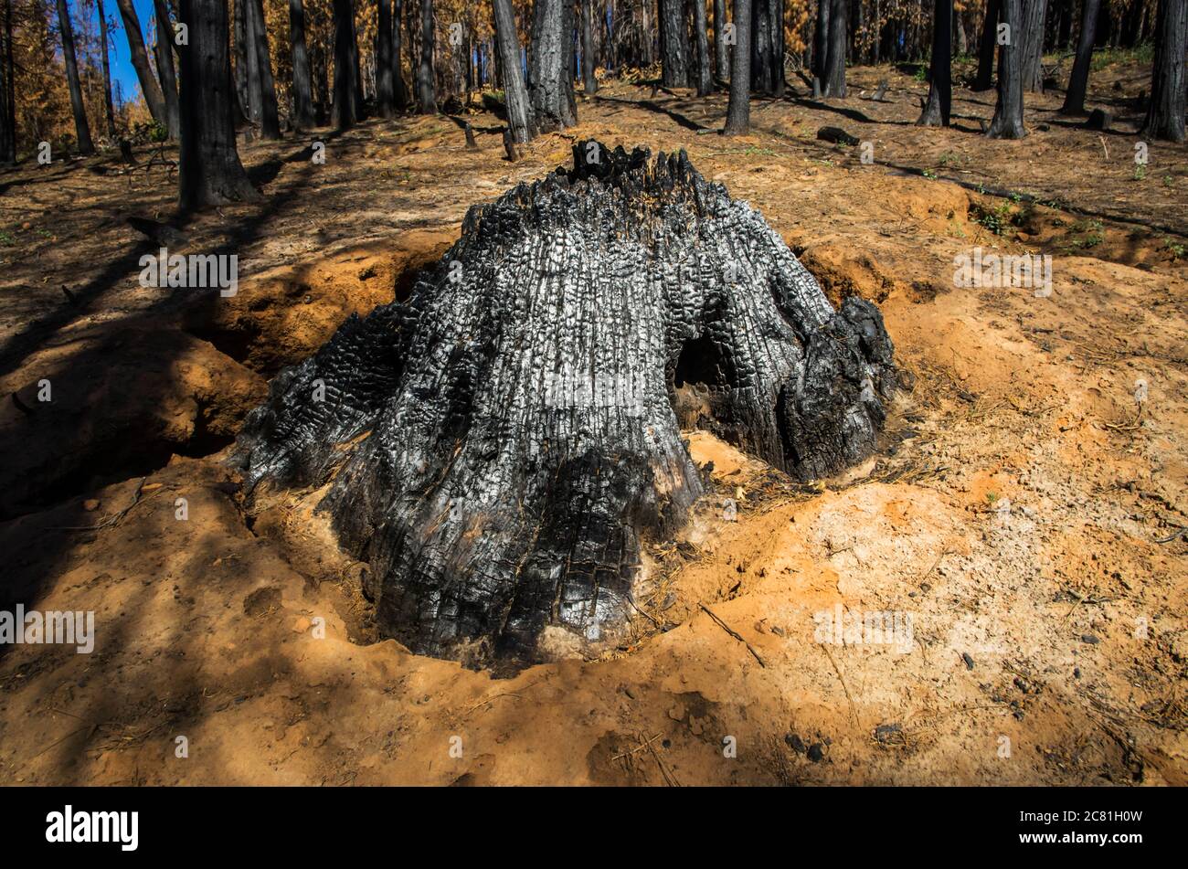 Dopo l'incendio nella foresta nel Parco Nazionale di Yosemite; California, Stati Uniti d'America Foto Stock