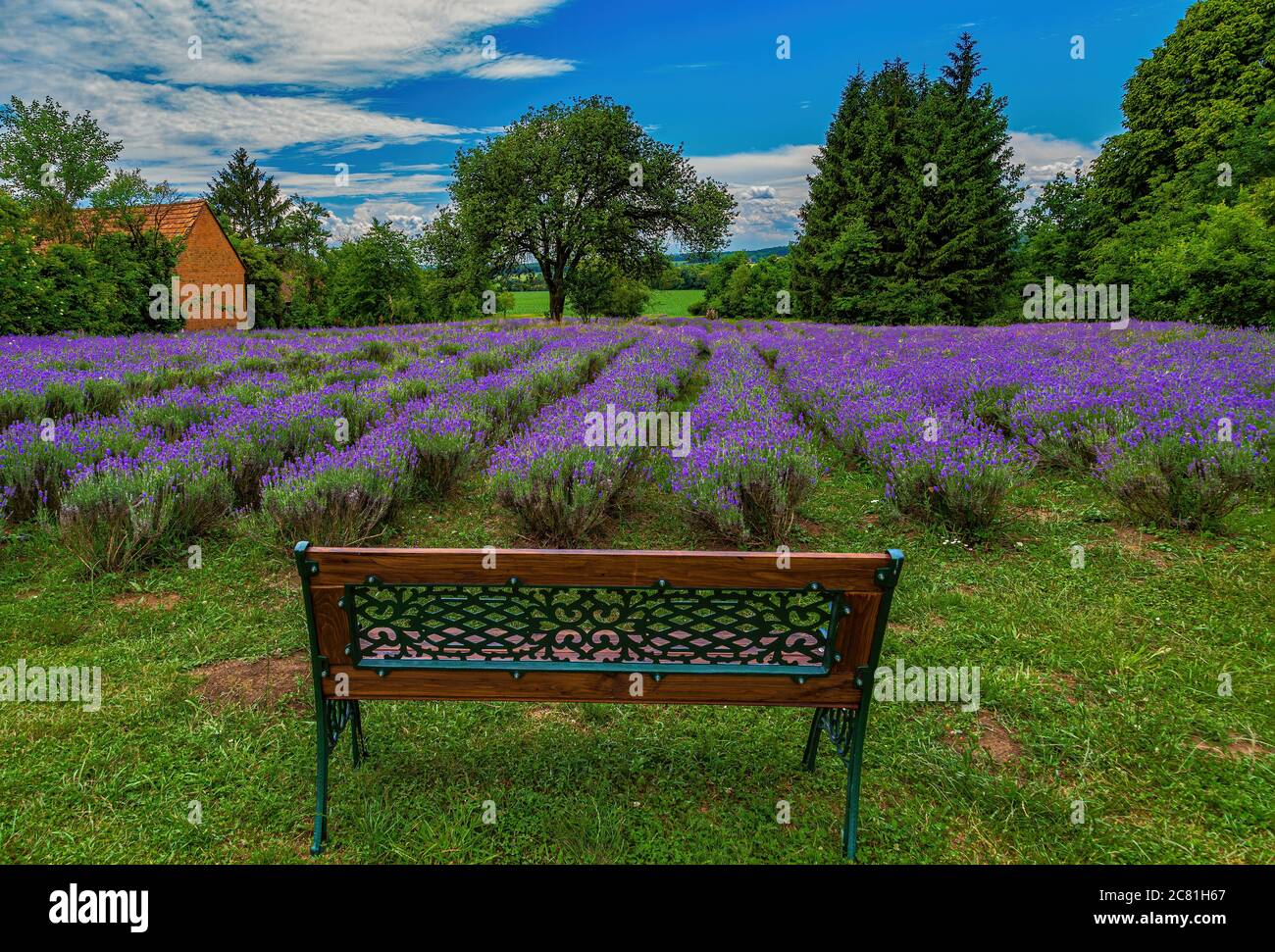 Campo di lavanda in fiore con panca in primo piano. Ungheria. Foto Stock