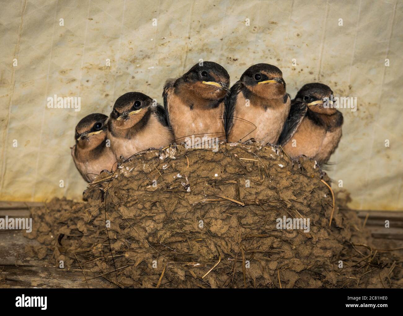 Il barn Swallows (Hirundo rustica) si prepara a lasciare un nido affollato; Astoria, Oregon, Stati Uniti d'America Foto Stock
