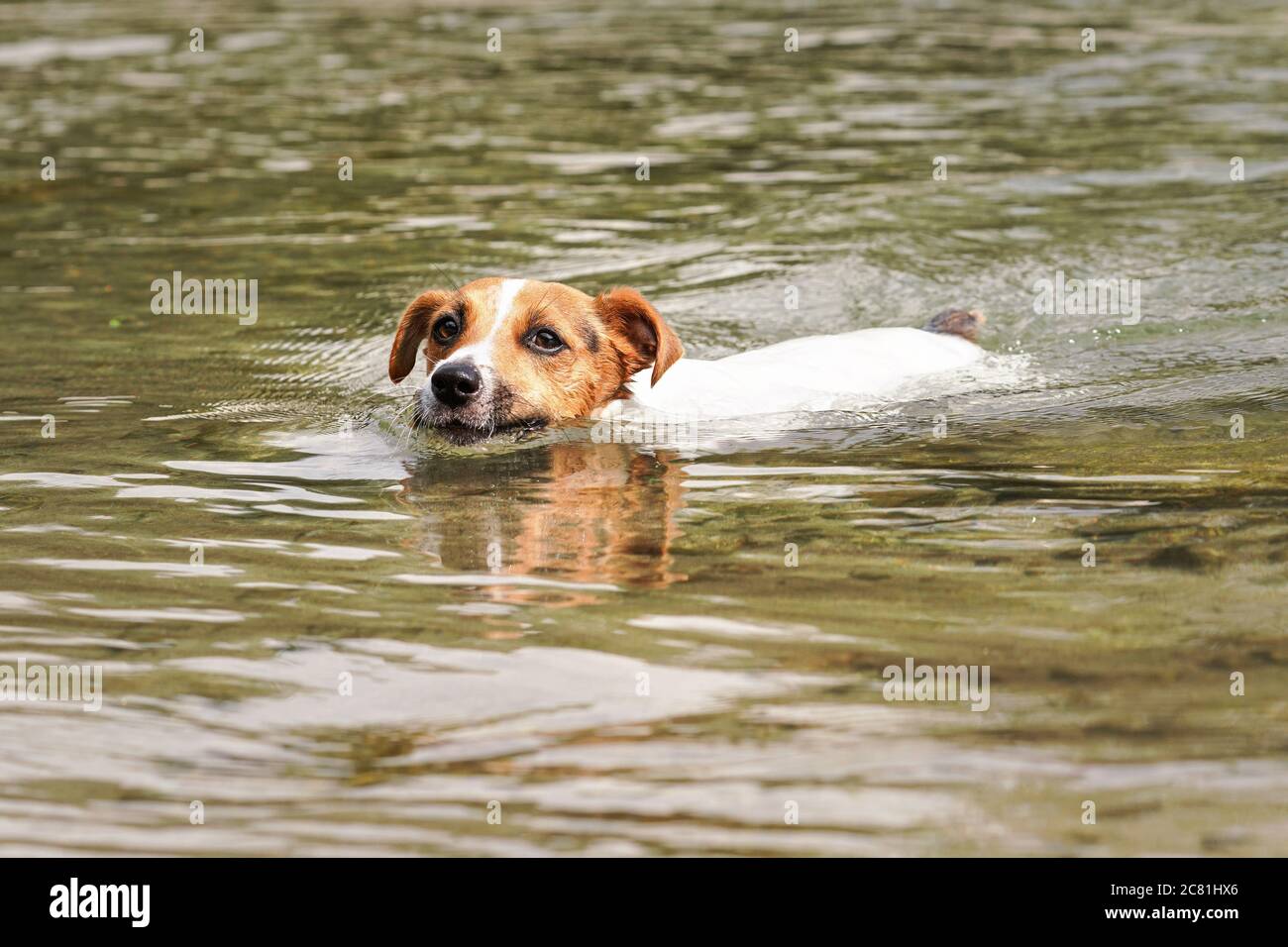 Jack Russell cane terrier nuotare in fiume, solo la sua testa visibile sopra l'acqua Foto Stock