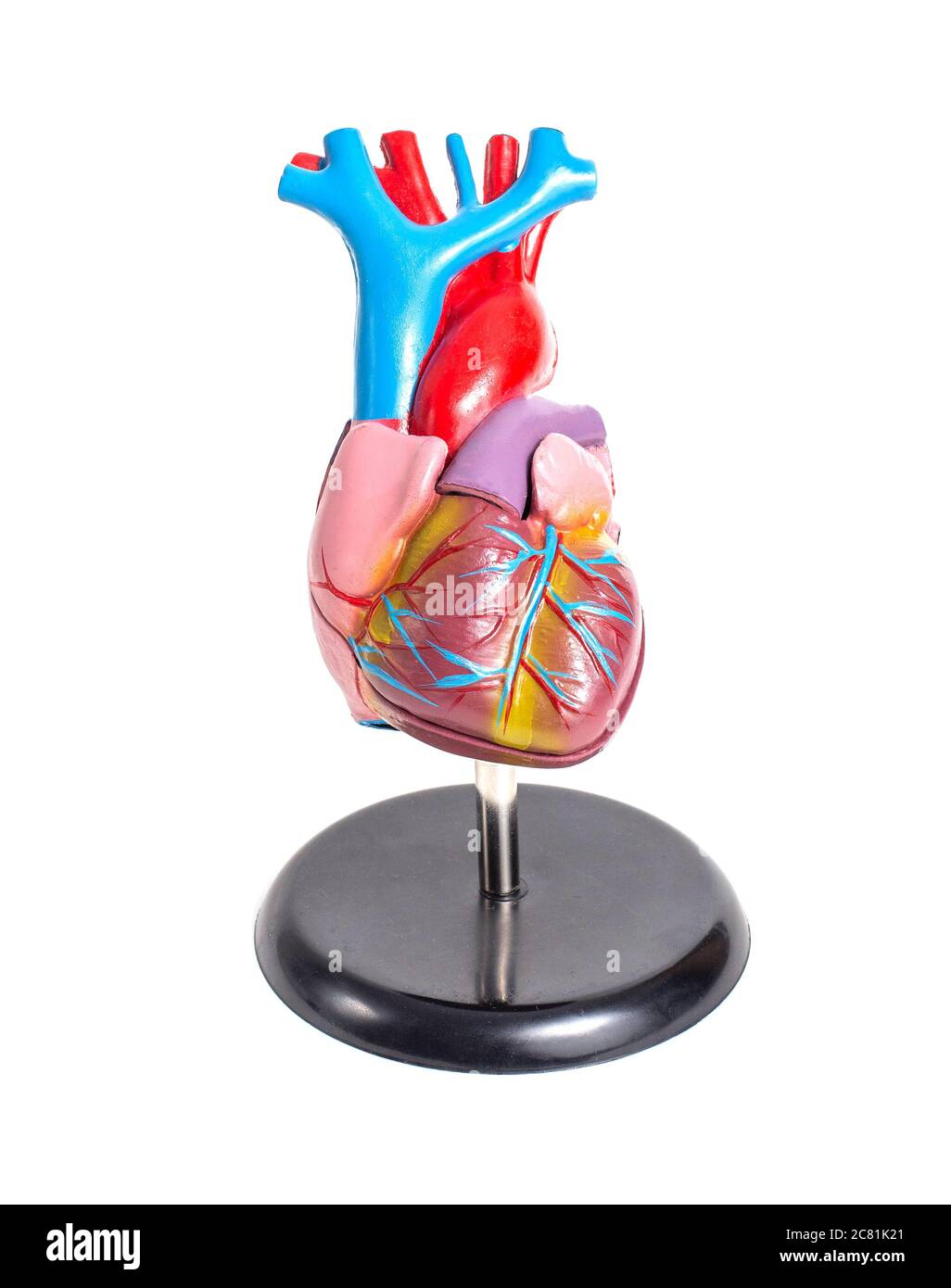 Simulazione di un cuore di organo umano su uno sfondo bianco, isolare. Struttura anatomica e fisiologia del cuore, del ventricolo destro e sinistro e dell'atrio. Foto Stock