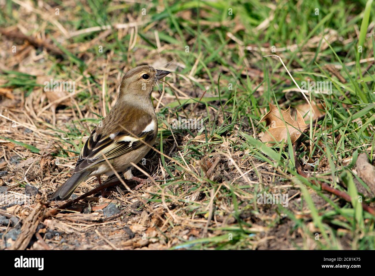 Un chaffinch femminile con nidificazione materiale nel suo becco, Chipping, Preston, Lancashire, Inghilterra, Regno Unito. Foto Stock