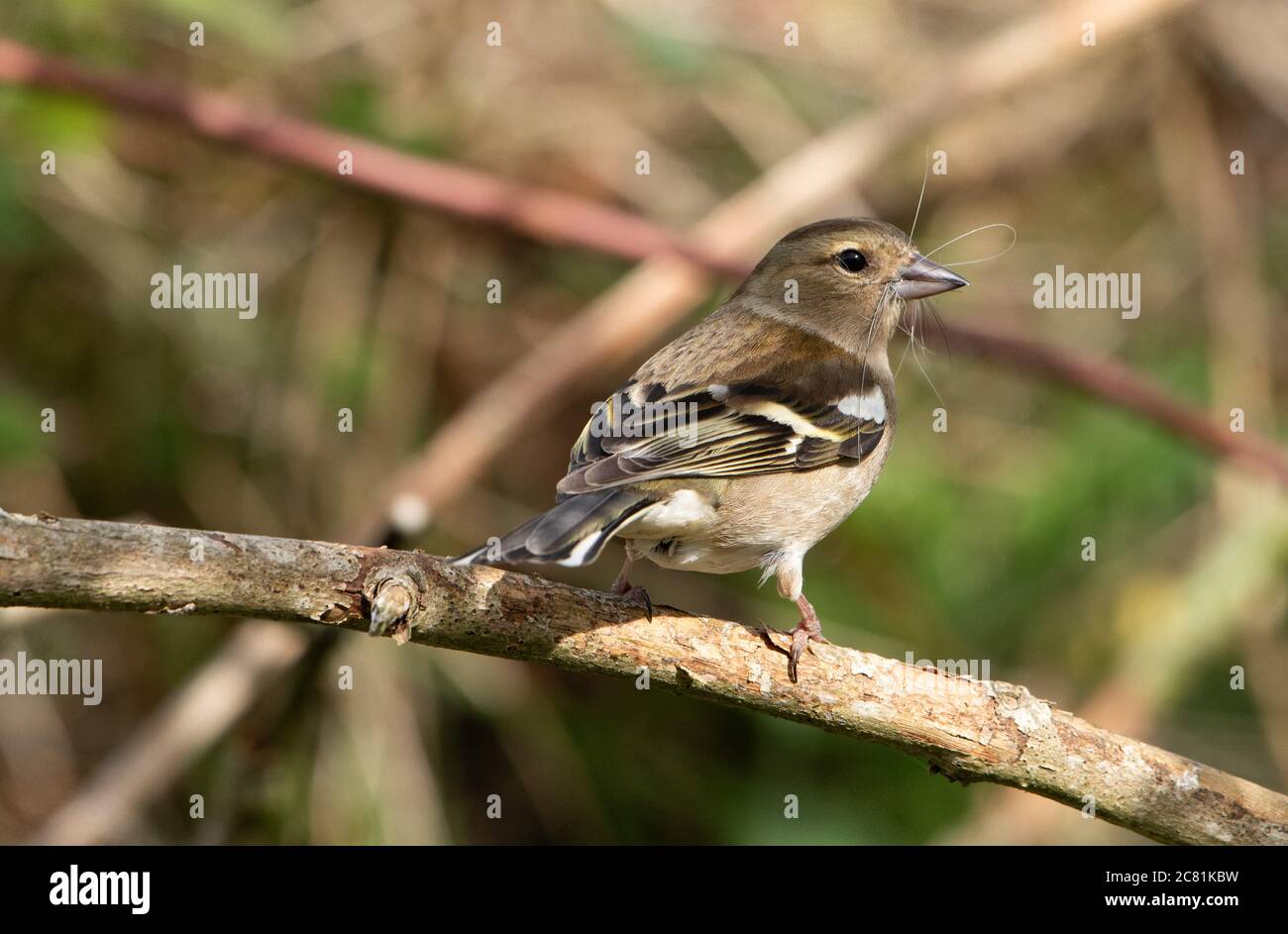 Un chaffinch femminile con nidificazione materiale nel suo becco, Chipping, Preston, Lancashire, Inghilterra, Regno Unito. Foto Stock