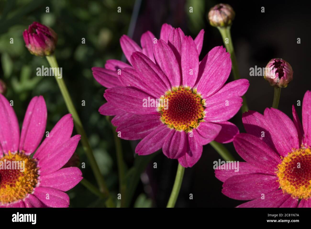 Fiori rosa vivo di Chrysanthemum con centri gialli e rossi scuri, Harrogate, North Yorkshire, Inghilterra, UK. Foto Stock