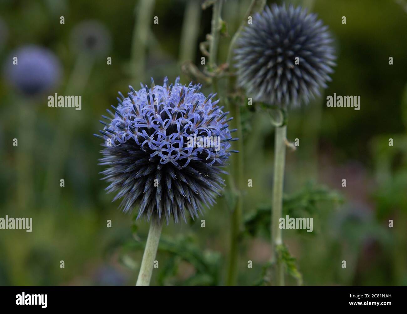 Un fiore di echinops (thistle globo) che si apre. Foto Stock