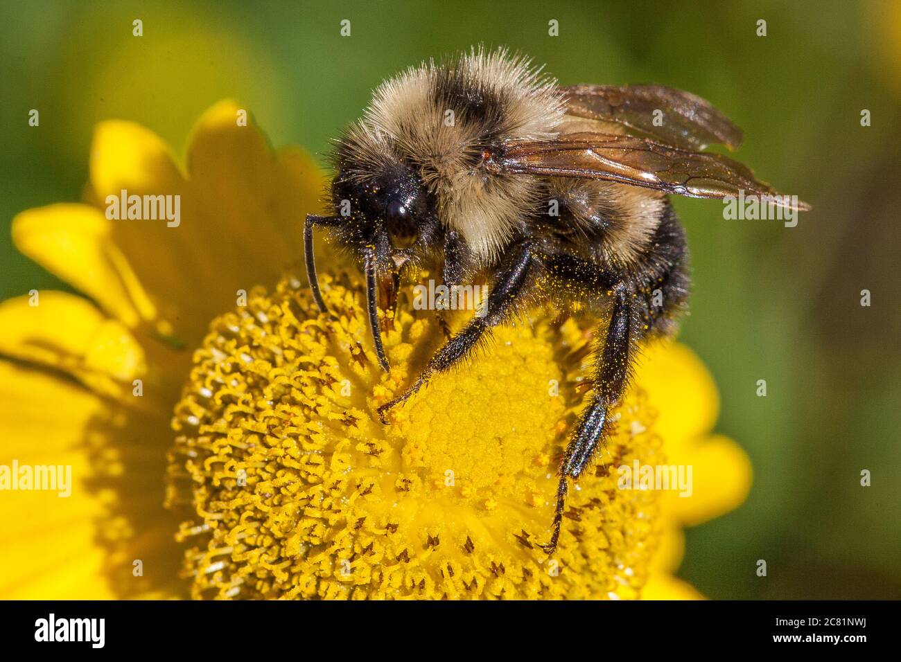 Un'ape bumble raccoglie il polline da una margherita gialla Foto Stock