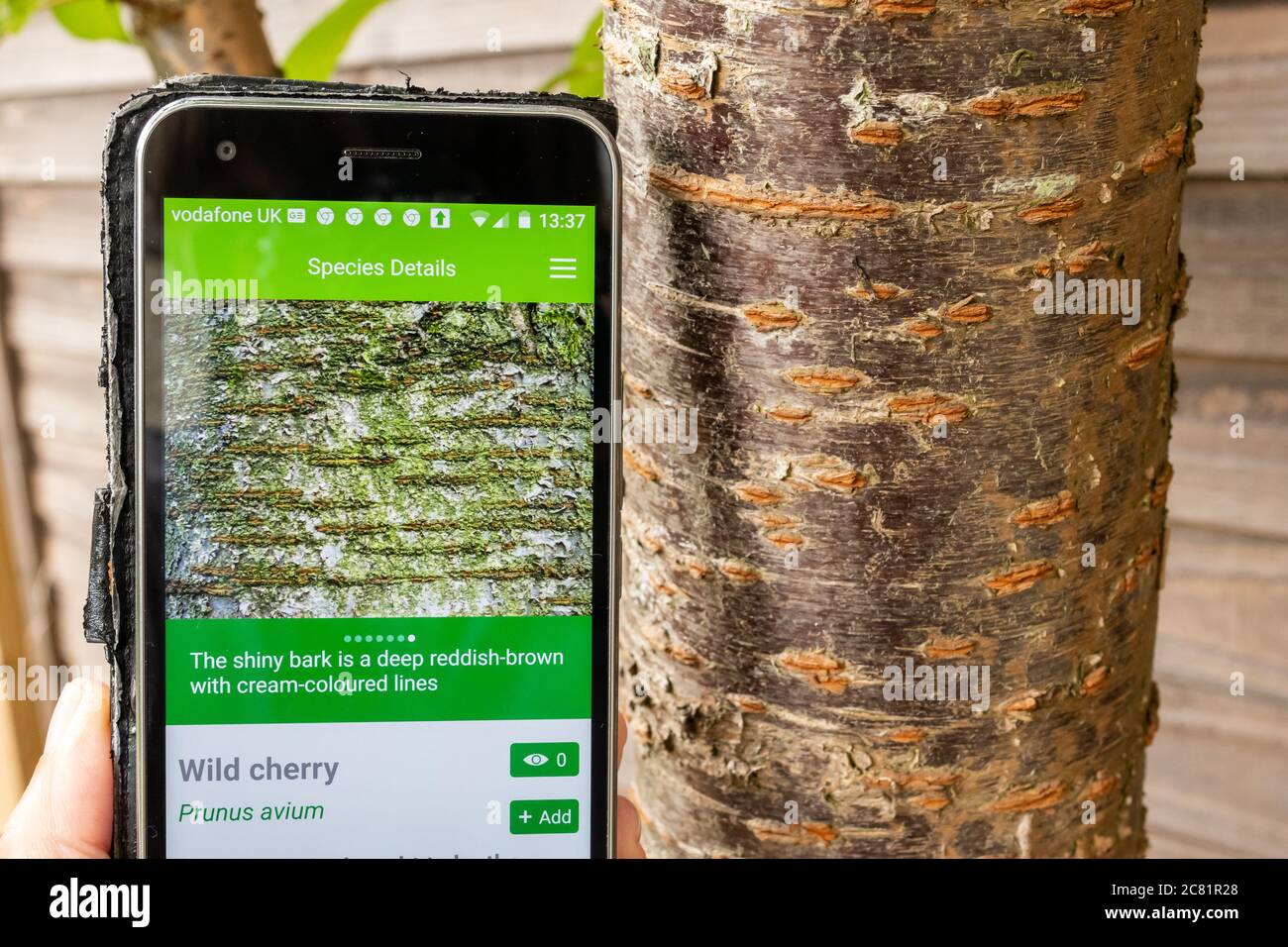British Trees app del Woodland Trust su un cellulare per l'identificazione di specie di alberi del Regno Unito, accanto alla corteccia di un albero di ciliegio selvaggio Foto Stock
