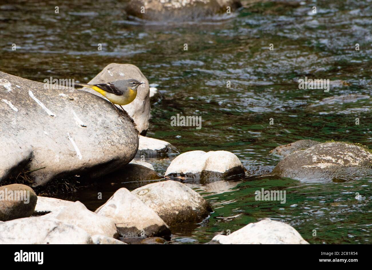 Un waggtail grigio su Chipping Brook, Chipping, Preston, Lancashire, Regno Unito Foto Stock
