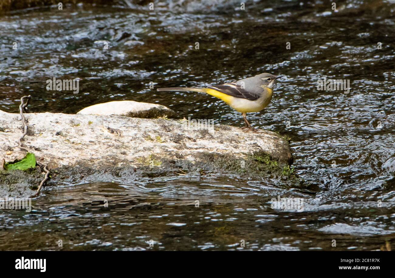Un waggtail grigio su Chipping Brook, Chipping, Preston, Lancashire, Regno Unito Foto Stock