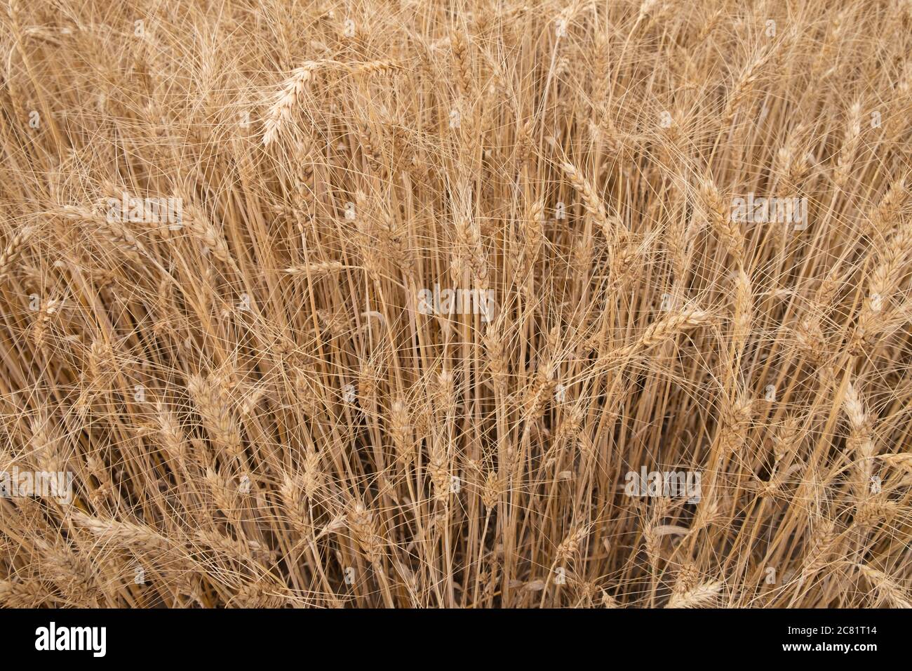 campo di grano asciutto, sfondo di orecchie dorate di grano. Foto Stock