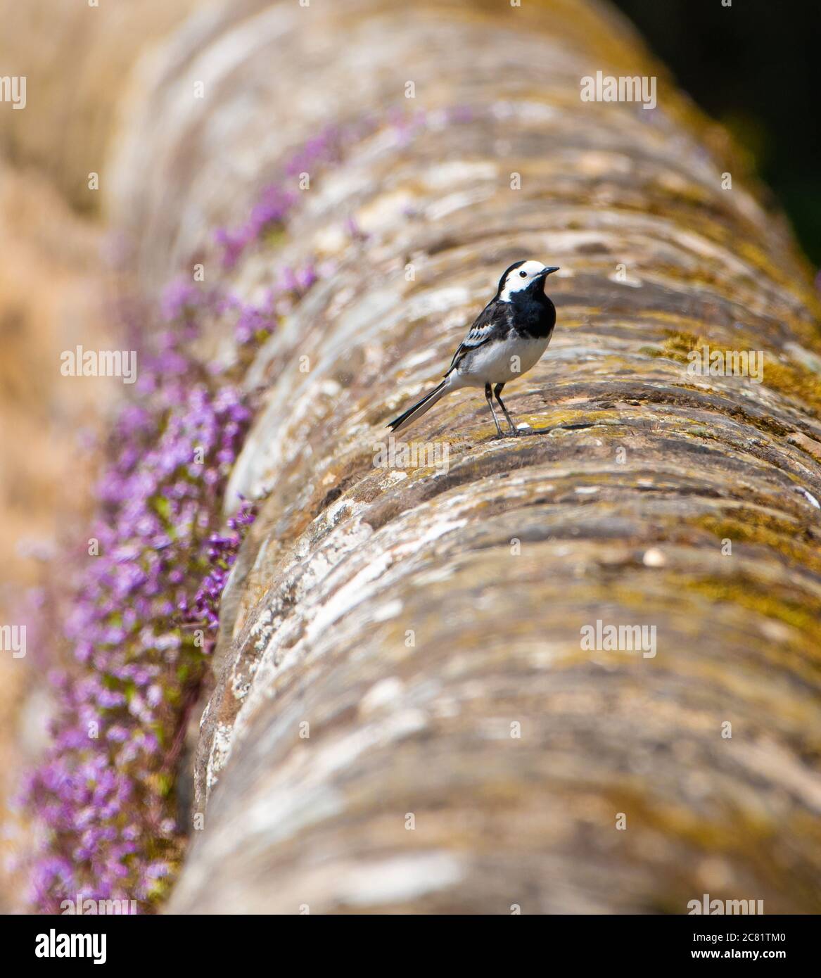Pied Waggail su un muro di pietra, Chipping, Preston, Lancashire, Regno Unito Foto Stock