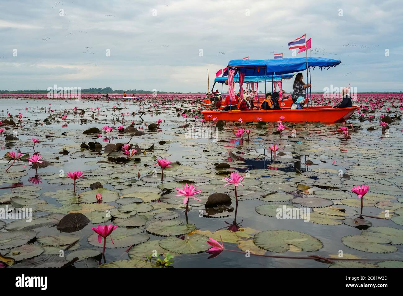 Turisti sul Mar Rosso di Loto; Thailandia Foto Stock