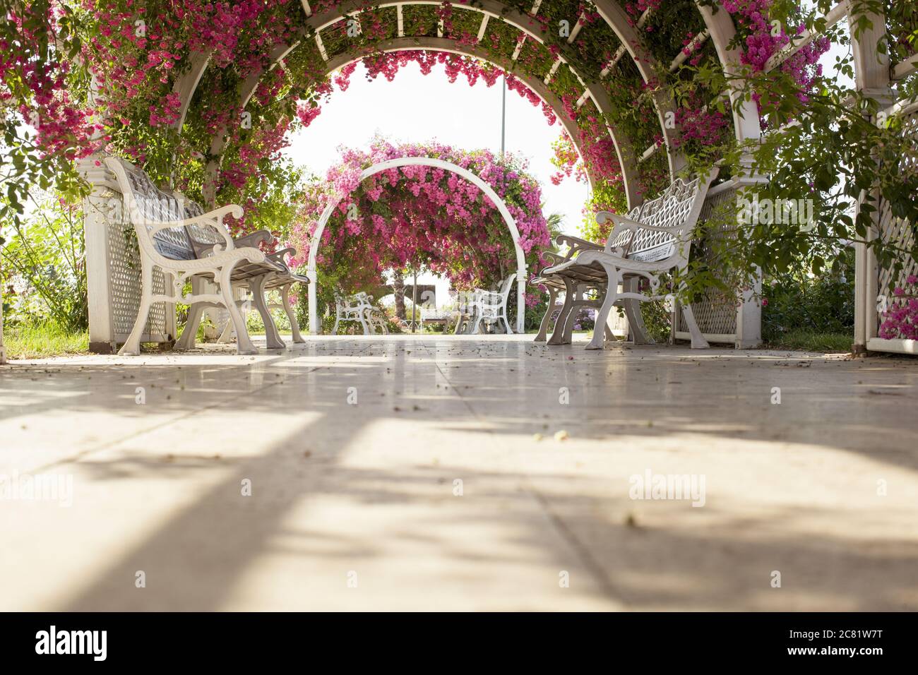 Basso angolo di ripresa di un bellissimo vialetto con panchine bianche sotto un arco di rose Foto Stock