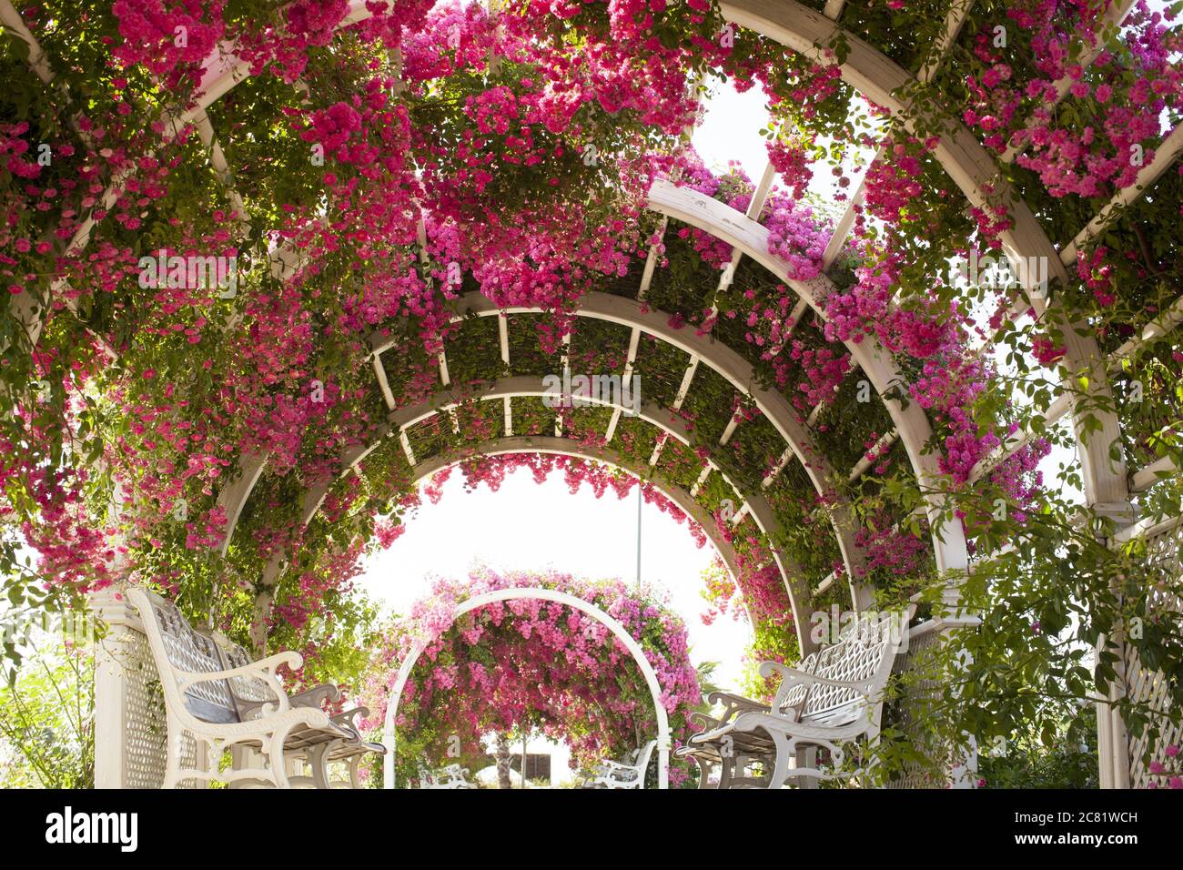 Foto ad angolo basso di un bell'arco di rose sopra panchine bianche Foto Stock