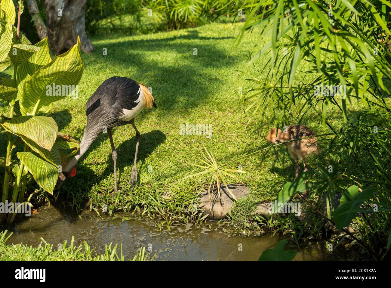Bali Bird Park in Sanur Foto Stock